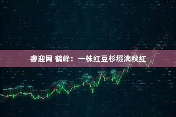 睿迎网 鹤峰：一株红豆杉缀满秋红