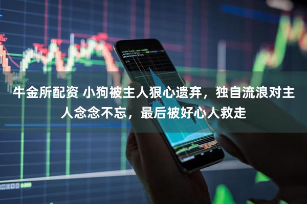 牛金所配资 小狗被主人狠心遗弃，独自流浪对主人念念不忘，最后被好心人救走